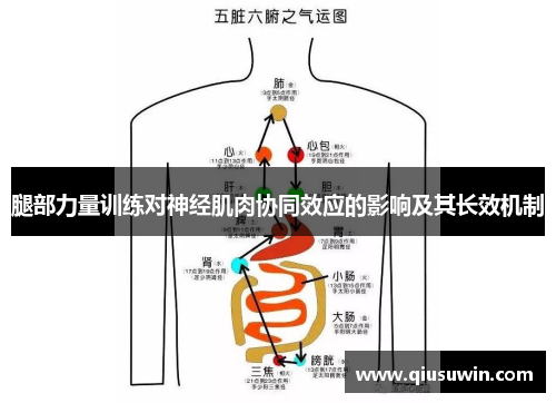 腿部力量训练对神经肌肉协同效应的影响及其长效机制